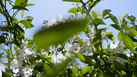 beautiful white flowers glistening in sun