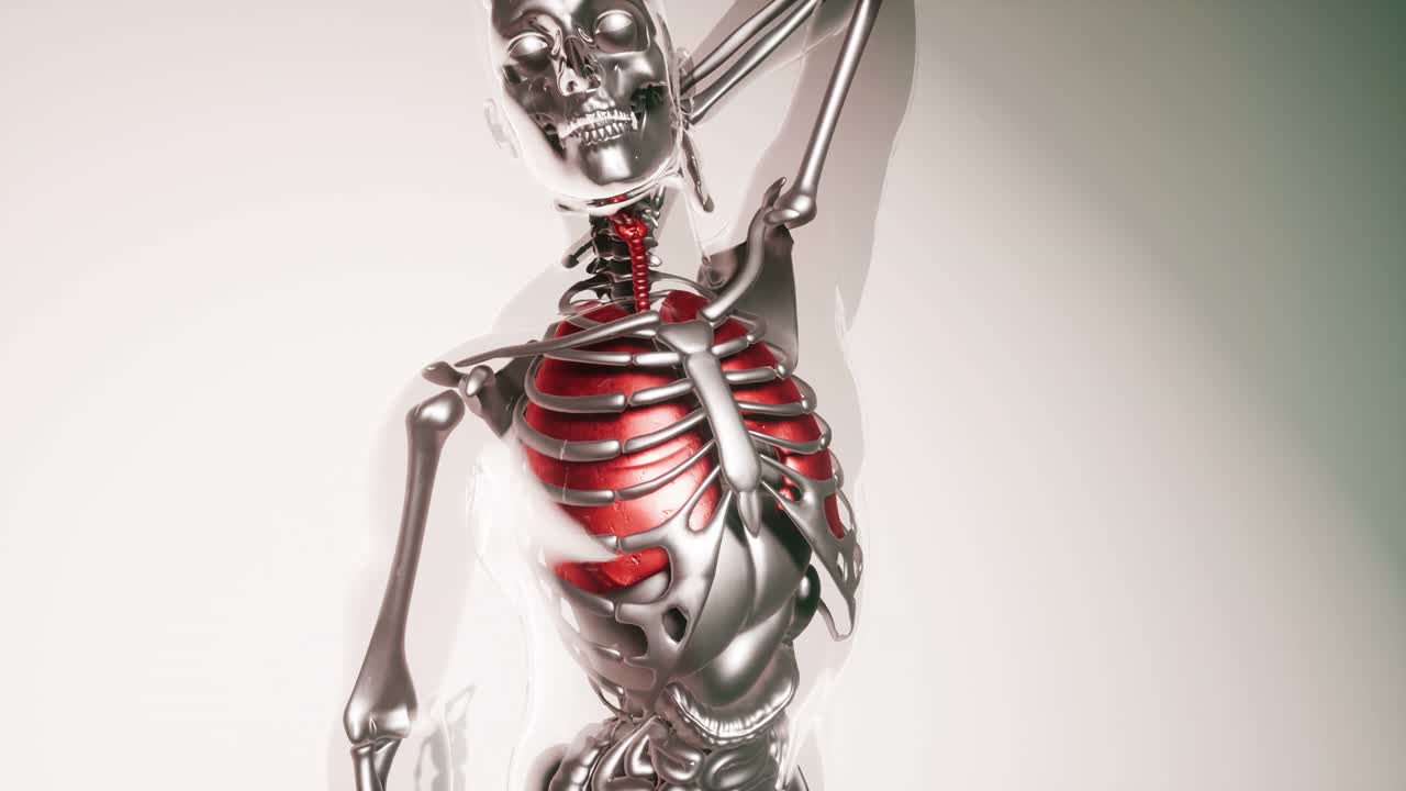 modelo de pulmón humano con todos los órganos y huesos