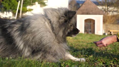 woman move hand near dog head, give roll command to keeshond dog lying in grass