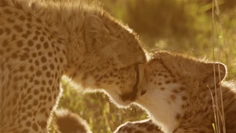 cheetah mother and cub, baby cub with mum licking cleaning grooming and caring for young one in africa, african wildlife safari animals in masai mara, kenya in maasai mara