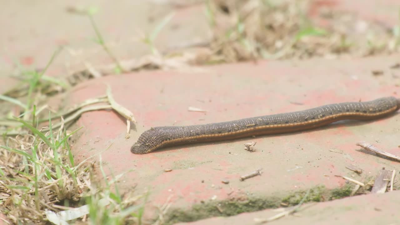 a tropical Bangladeshi Leech moves across sunlit dry ground in natural habitat