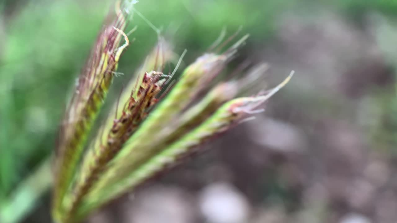 primer plano extremo de una espiga verde balanceándose por el viento