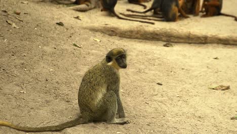 The-green-monkey-sitting-down-on-the-floor-of-the-nature-reserve-in-Gambia,-West-Africa