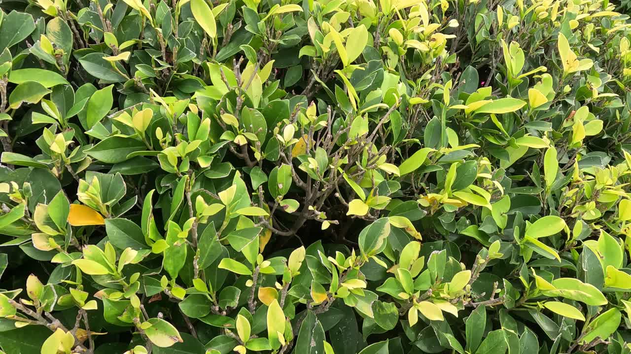 잎이 바람에 약간 날아다니고 있습니다.