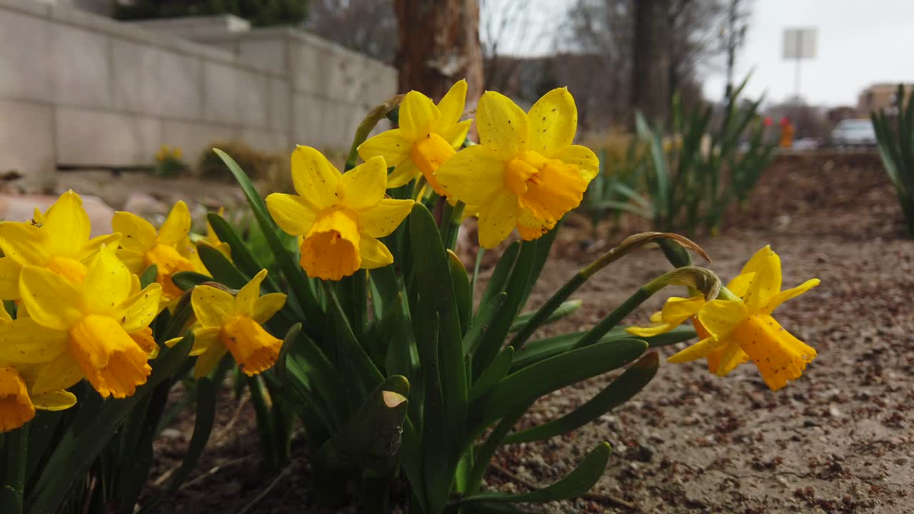 A beautiful group of yellow Daffodils in a small garden on the side of the road in a city waving in the wind