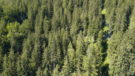 aerial drone shot of the austrian alps forest, nestled near the serene lake hallstaetter