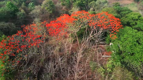 Tiro-De-Drone-Cercano-Del-árbol-De-Arce