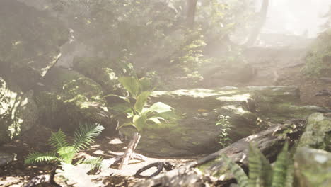 misty forest with sunlight peeking through