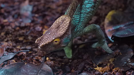 Colourful-parson-chameleon-on-the-ground