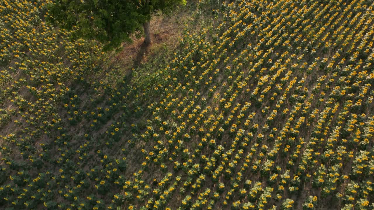 Fast overhead drone shot showing a field of sunflowers in a rural area in Valderama, in the province of Burgos in Spain.