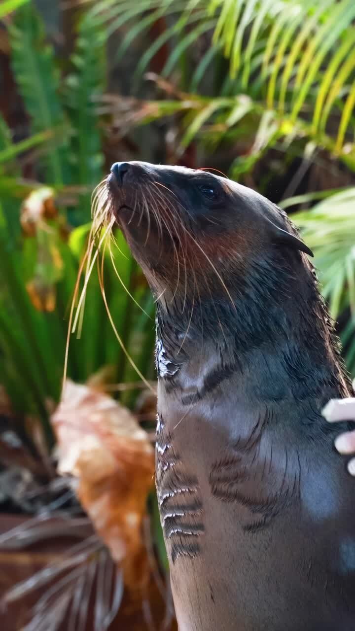 Entrenador interactúa con león marino en el zoológico