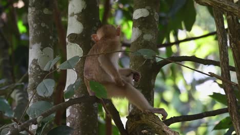 macaco de cola de cerdo del norte pinchando bolas con picazón mientras está sentado en una rama de árbol en el parque nacional de khao yai en tailandia - de cerca