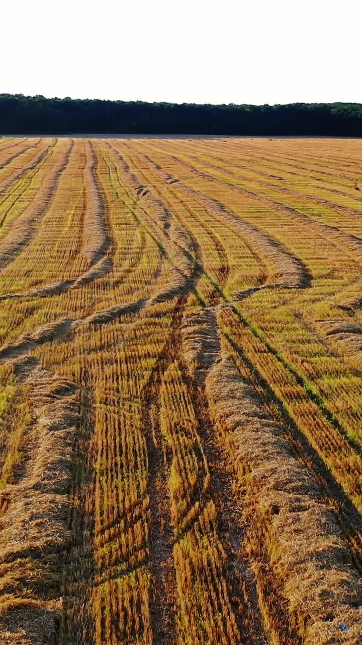 Dark automobile is driving on the yellow field. Car is moving on dried grass laying on the golden field in sunny summer day. Aerial view. Vertical video