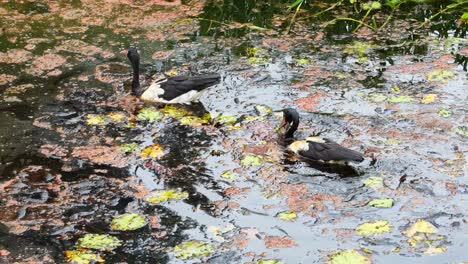 two ducks swim and interact in a lily-covered pond, captured in natural lighting with gentle camera movement