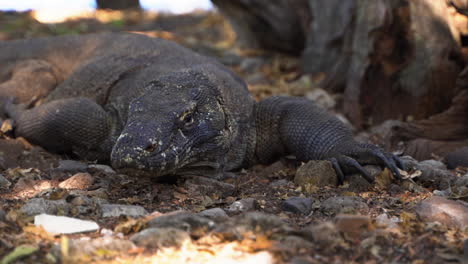 komodo dragon is the biggest living lizard in the world found in an island in indonesia - close up