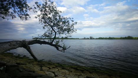 Vista-Panorámica-De-Un-árbol-Que-Se-Extiende-Sobre-Un-Lago-Ondulado,-En-Un-Día-Soleado