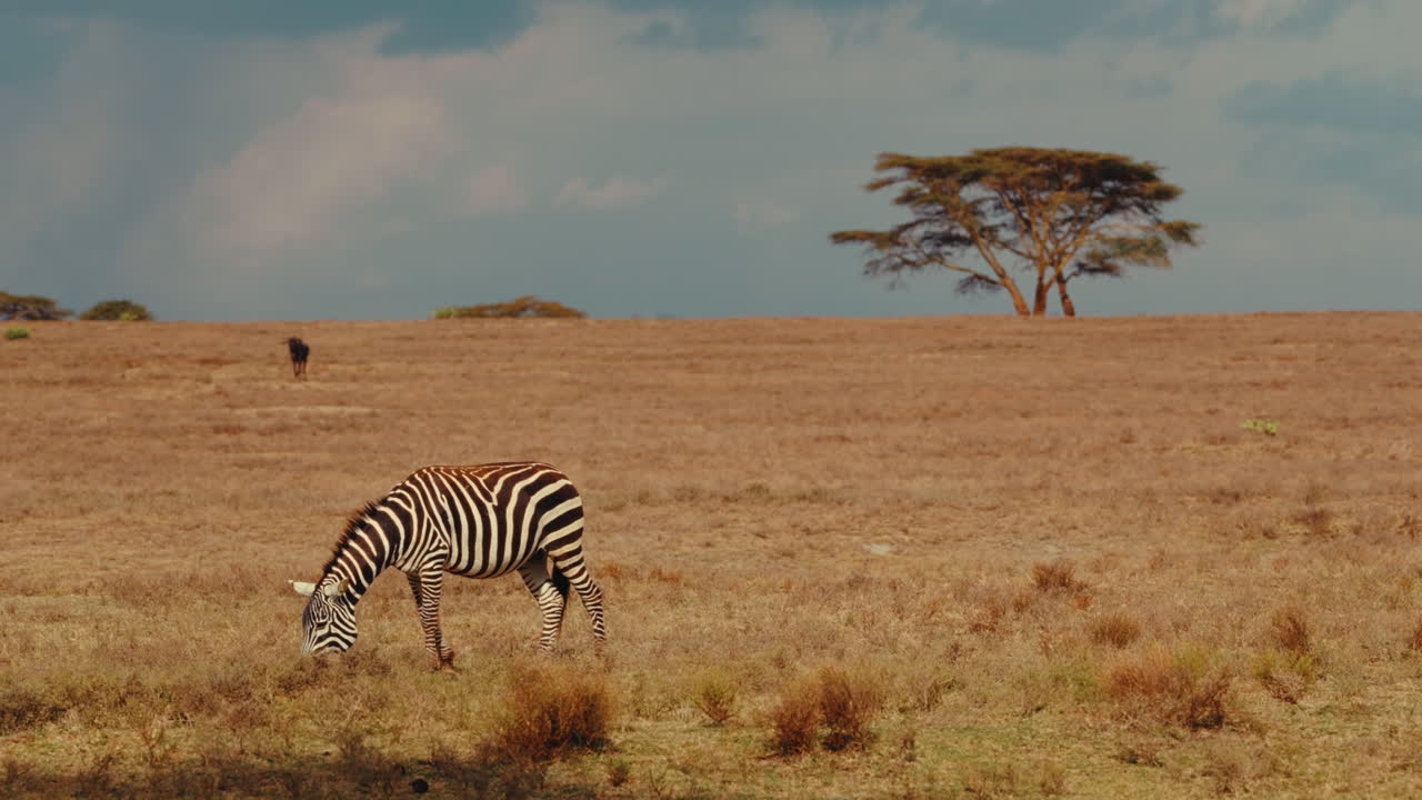 Le zebre pascolano nella savana africana