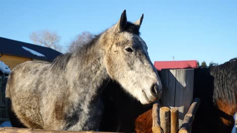 horses in a rural setting