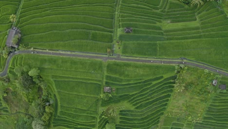 Un-Viaje-Panorámico-A-Través-De-Los-Impresionantes-Arrozales-De-Bali,-Capturando-La-Tranquilidad-Y-La-Belleza-De-Este-Paisaje-Cultural