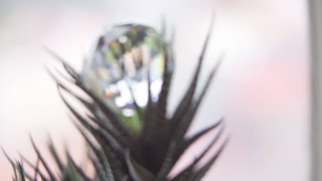 Macro-Parallax-Pan-of-a-Crystal-on-a-Succulent-Coming-into-Focus