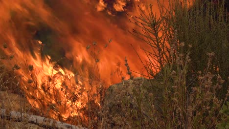 close up of a generic forest fire or brush fire burning and consuming vegetation on the hills of southern california 1