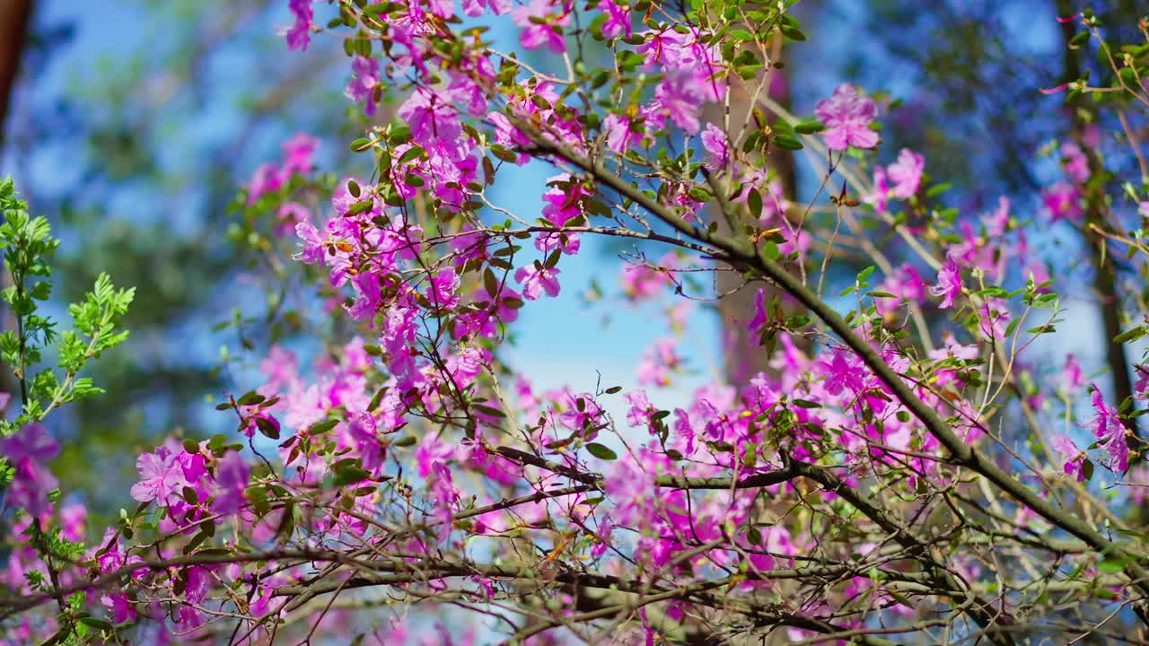 De vives fleurs roses s'épanouissent sur un ciel bleu. Les branches se balancent doucement dans la brise. La beauté printanière remplit le cadre de couleurs. Parfait pour la nature, les voyages ou les thèmes saisonniers.