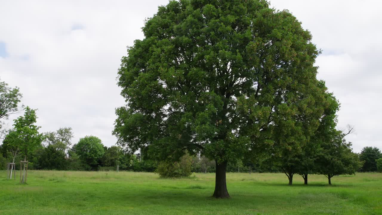 Oak tree in open meadow as camera makes a partial orbit around a mature broadleaf with dense canopy, surrounded by distant trees on an overcast day