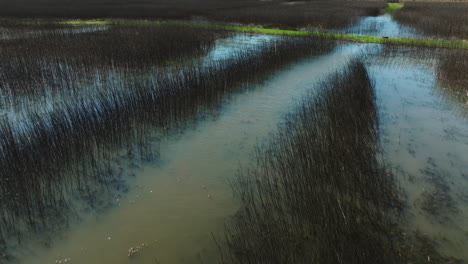 Stream-Turned-Into-Swamp-With-Overgrown-Reeds-In-Bell-Slough-State-Wildlife-Management-Area,-Arkansas,-USA