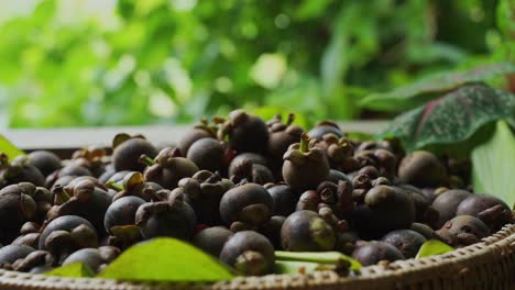 Vibrant-greenery-sets-the-stage-for-a-bountiful-basket-of-fresh-mangosteens,-nestled-in-their-lush,-natural-surroundings