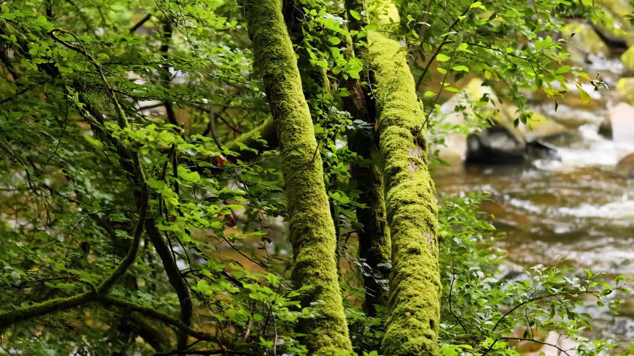 Close-up view of mossy trees beside a gently flowing stream in a lush forest setting.