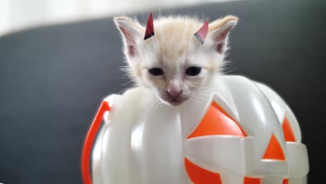 4k cute tabby kitten hiding inside pumpkin bucket, happy halloween