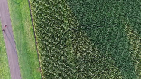 Birdseye-Aerial-View-of-a-Green-Farming-Crop-Fields-in-Countryside-of-Argentina