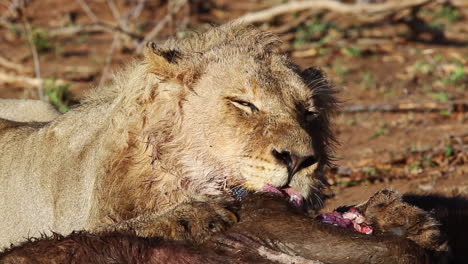 Three-year-old-nomadic-male-lion-feeding-on-an-African-buffalo-in-the-late-morning---Greater-Kruger-National-Park