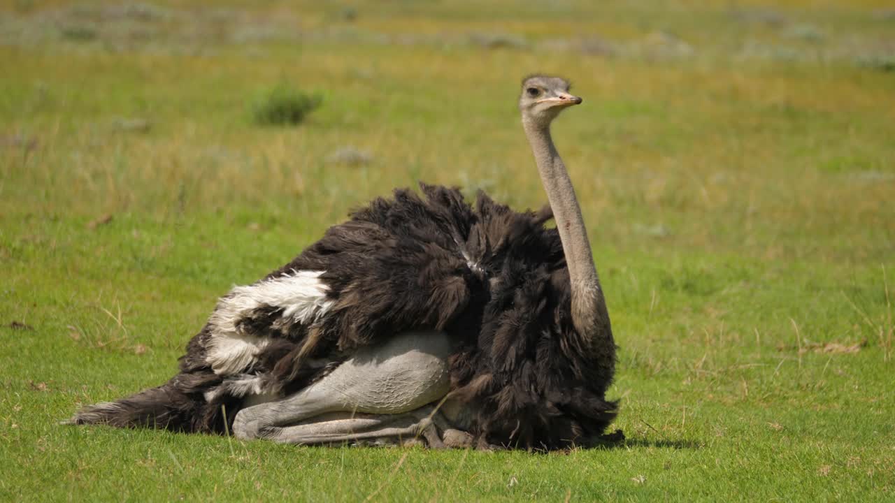 Hunstruds pudser og plejer sig selv på en blæsende dag, Addo Park, Sydafrika