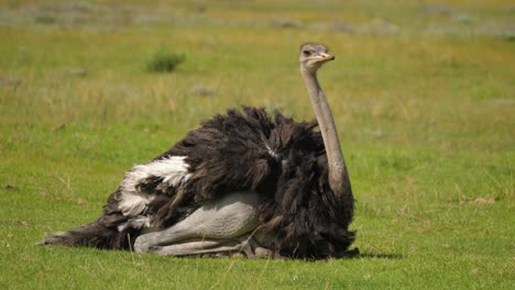 avestruz hembra acicalándose y acicalándose en un día ventoso, parque addo, sudáfrica