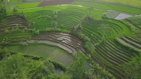 aerial view of countryside in indonesia with beautiful terraced rice field overgrown by green paddy plant with some coconut trees