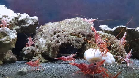 small lobsters in aquarium moving