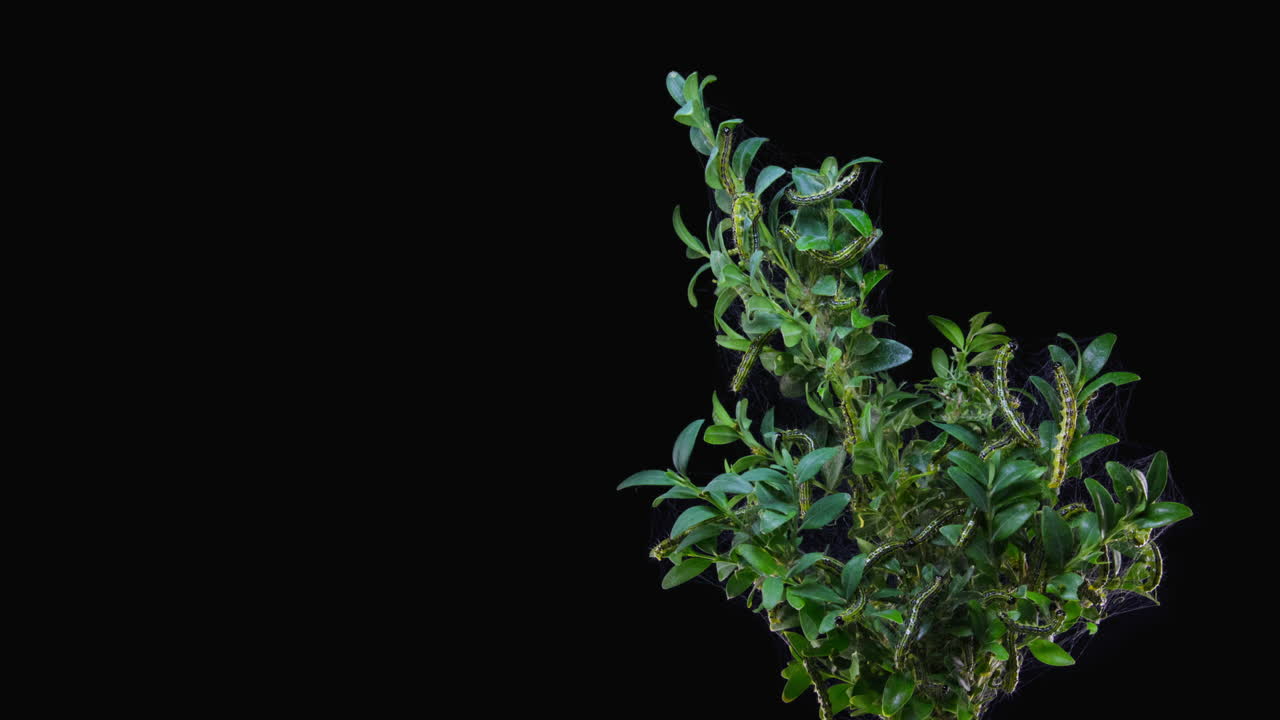 시간 경과를 먹는 상자 나무 나방 애벌레