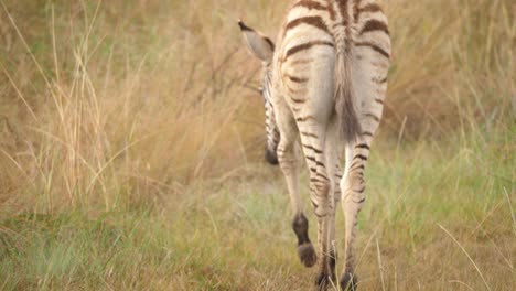 cebra africana salvaje caminando y pastando sola en los pastizales, sudáfrica