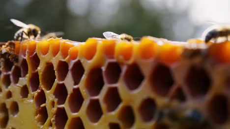 honeybees on honeycomb