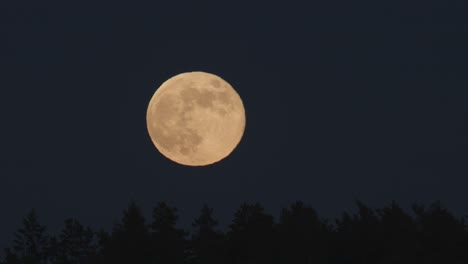 Super-Luna-Se-Eleva-Por-Encima-De-Los-árboles-Distantes-Vista-De-Cerca-Distorsión-Atmosférica