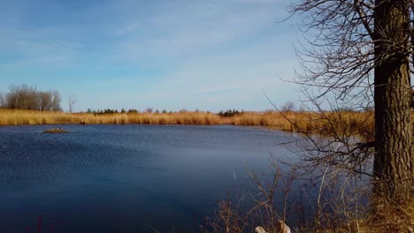 Wide-pan-of-wetlands-and-large-pond-bordered-by-bulrushes-in-spring