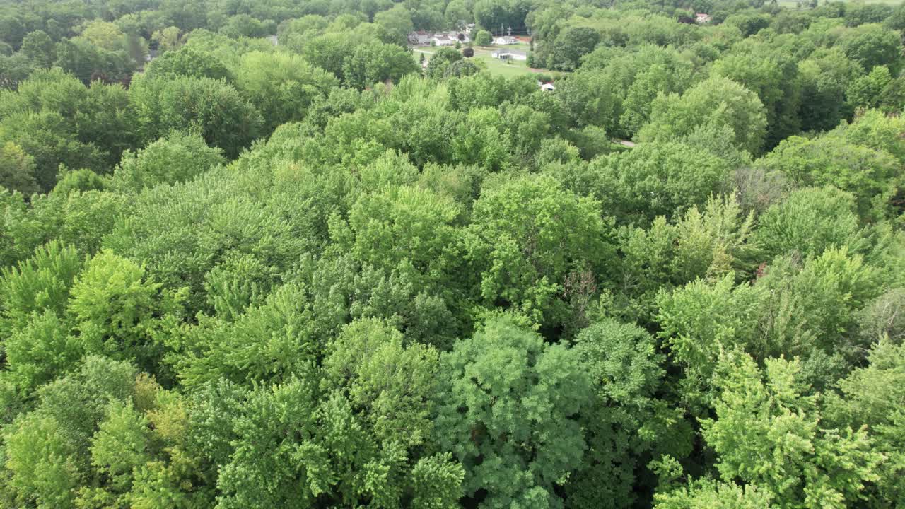 Flying Low Over Tree Plantation, Peaceful Green Landscape, Ohio, USA
