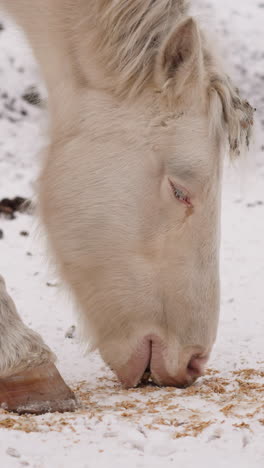 el caballo peludo blanco come comida esparcida en la nieve fría en el prado de gorny altai. los animales domésticos hambrientos pastan en las tierras altas nevadas en primer plano de invierno