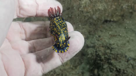 a marine scientist observes a nudibranch sea creature's behaviour while holding it underwater