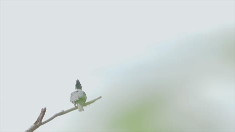 Slo-Mo-of-Kingfisher-landing-on-a-branch-over-the-river