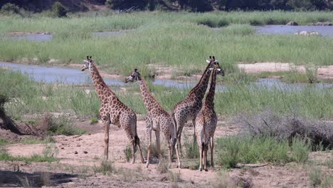tight group of giraffe stand on kruger np savanna by low water river