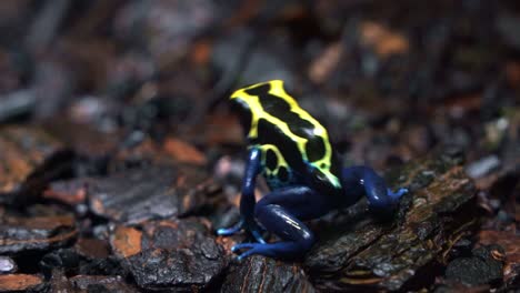 handheld motion close up tracking shot capturing a tiny exotic dyeing poison dart frog, dendrobates tinctorius hopping across the rainforest ground in wet and misty forest environment