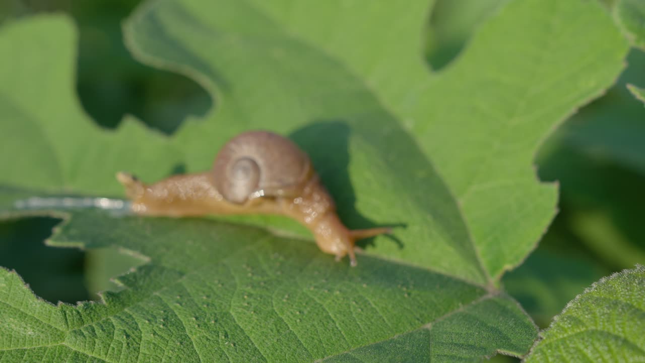 snail on a green leaf. garden snail creeping on a green leaf close-up (Cepaea hortensis) . slow motions.