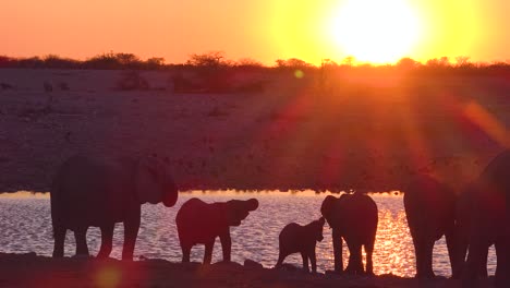 thirsty african elephants arrive at a watering hole at dusk in golden sunset light and bathe and drink at etosha national park namibia